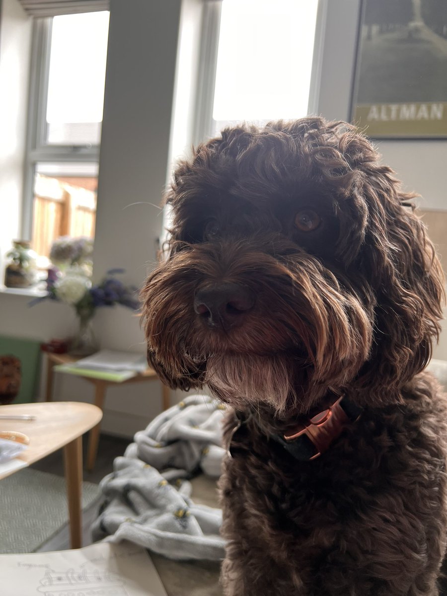 AndreaShore4's tweet photo. @McLarenDoggo Happy birthday from Roxy your doppelgänger 😊😊 https://t.co/GwLeioTyRt