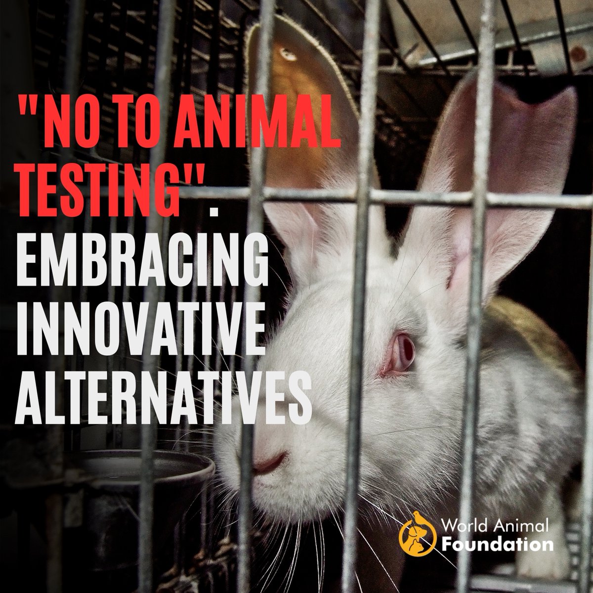 WorldAnimalFdn's tweet image. Exciting breakthrough in research! Perfused organ models offer hope beyond animal testing. Witnessing science's compassionate evolution fills our heart with joy. Let's pave the way to a future where all lives are respected. #AnimalTestingAlternatives #ScientificProgress