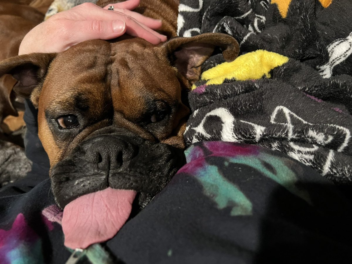 Happy tongue out Tuesday from Zeus! He’s just about to nap on me. 

#boxerpuppy #boxerdogs #boxerlife 
#boxerlovers #boxersrock #boxersoftwitter #boxerdogsoftwitter #dogsoftwitter