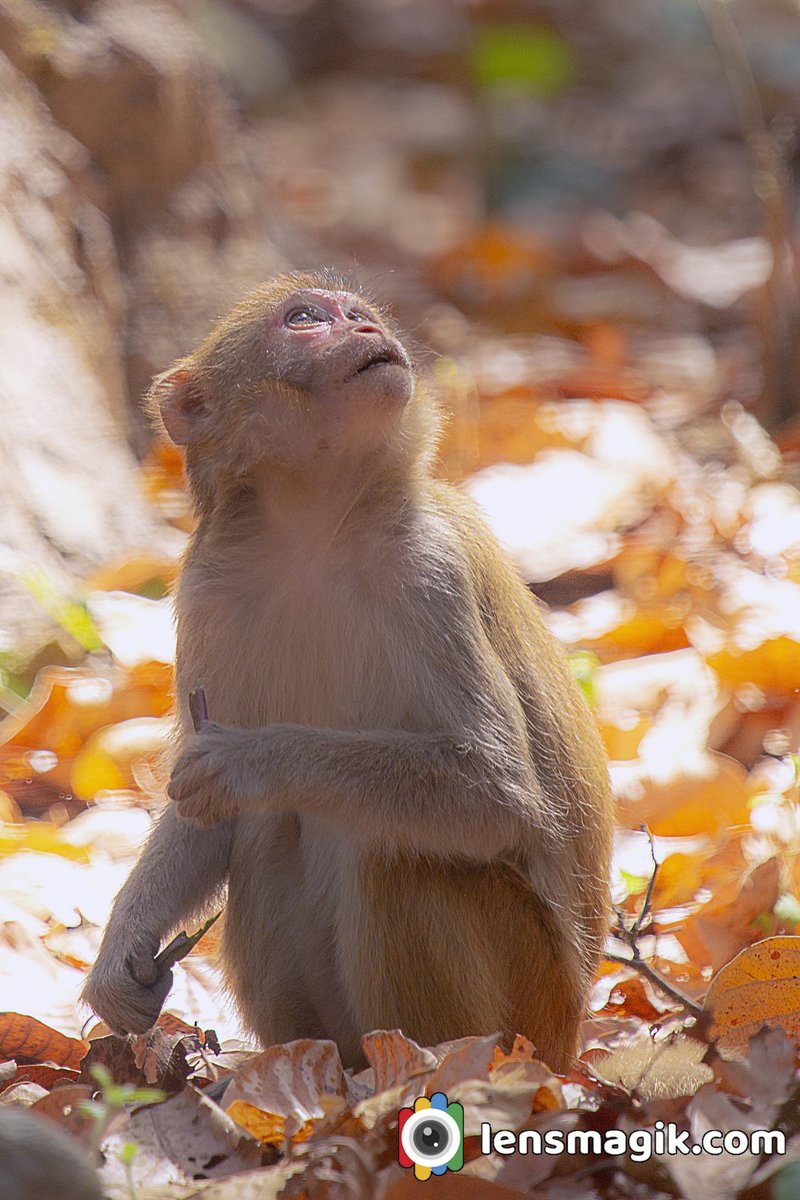 np_photographer's tweet image. Rhesus Macaque bit.ly/3wNxCFq Indian Monkey #Rhesusmacaque #indianmonkey #monkeybite #intelligentmonkey #factsaboutmonkeys #rhesusmacaquemonkey #corbettnationalpark #uttarakahand #wildlifephotography #TwitterNatureCommunity #animalintheirhabitat #animalhabitatshots