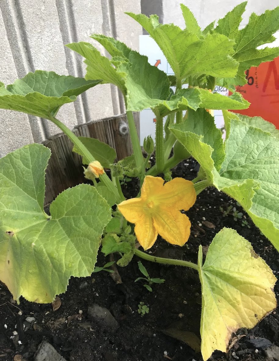 2hawks214's tweet image. Our pumpkin plant has flowered. We have both male &amp;amp; female flowers! The 2nd graders @HInclusion @bostonschools have been checking the life cycle daily! Yay to our #Fo2 curriculum from @BPSEarlyLearn for encouraging us to explore plants &amp;amp; pollinators.