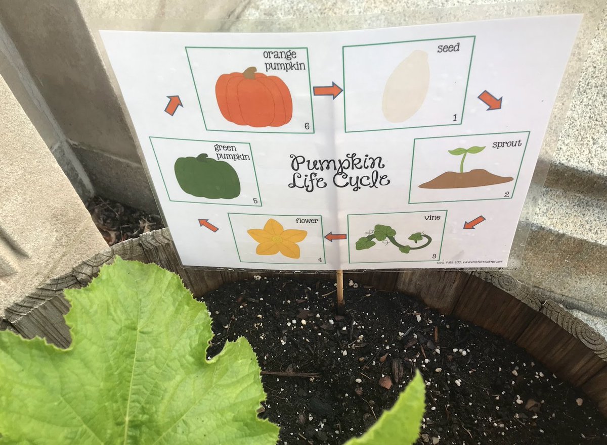 2hawks214's tweet image. Our pumpkin plant has flowered. We have both male &amp;amp; female flowers! The 2nd graders @HInclusion @bostonschools have been checking the life cycle daily! Yay to our #Fo2 curriculum from @BPSEarlyLearn for encouraging us to explore plants &amp;amp; pollinators.