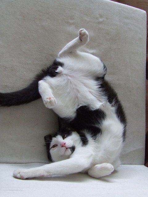 paepi_web3's tweet photo. 😺 Just witnessed the most epic acrobatic performance by my feline friend 😍🦋 #CatsOfTwitter #AcroCat #สุขสันต์วันของบิว #기다려왔잖니_쩨고의날_해찬생일 https://t.co/Ve4edEQAbH