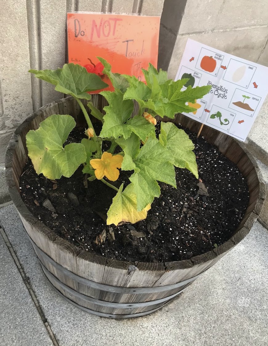 HendersonUpperSTEAM (@2hawks214) on Twitter photo Our pumpkin plant has flowered. We have both male & female flowers! The 2nd graders <a href="/HInclusion/">Henderson</a> @bostonschools have been checking the life cycle daily! Yay to our #Fo2 curriculum from <a href="/BPSEarlyLearn/">BPS Early Learning</a> for encouraging us to explore plants & pollinators. Our pumpkin plant has flowered. We have both male & female flowers! The 2nd graders <a href="/HInclusion/">Henderson</a> @bostonschools have been checking the life cycle daily! Yay to our #Fo2 curriculum from <a href="/BPSEarlyLearn/">BPS Early Learning</a> for encouraging us to explore plants & pollinators.
