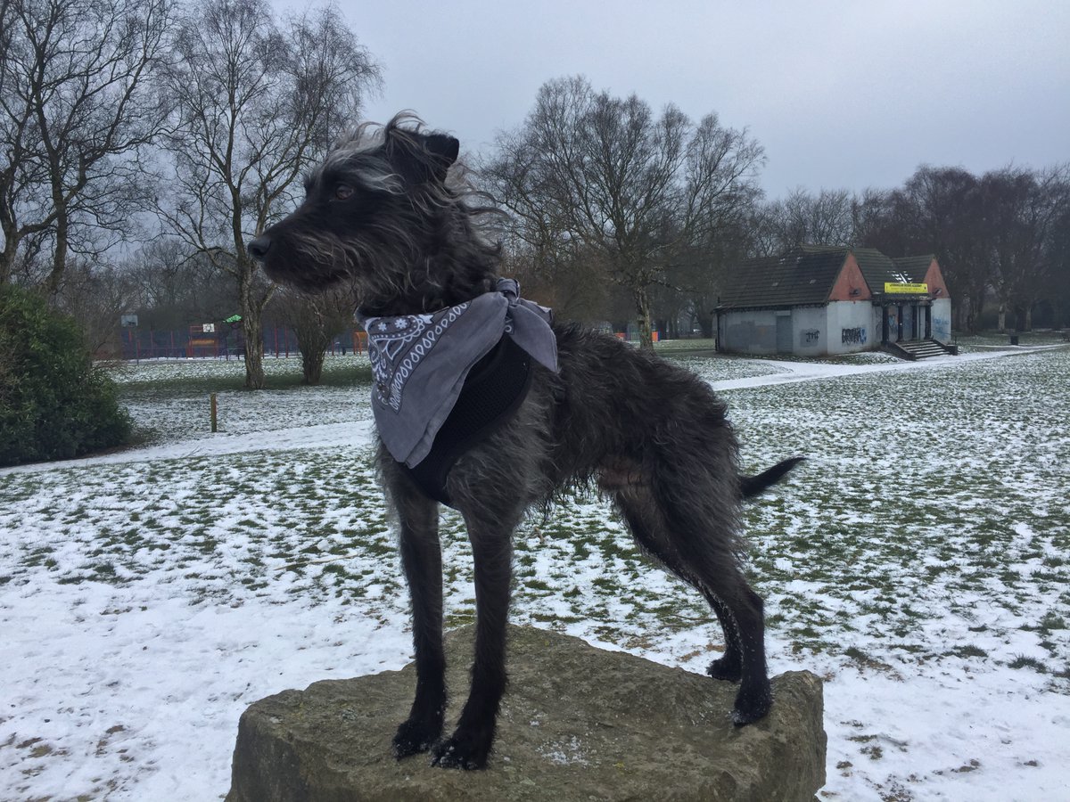 CringleparkFOCP's tweet photo. @BurnageLibrary @MancLibraries @BurnageCC @BudGardenCentre @westcroftcc Here's one from the Stone Circle with one of our park friends @BurnageLibrary .  He's looking for the Burnage  Bear :-) https://t.co/u2WIh34GU8
