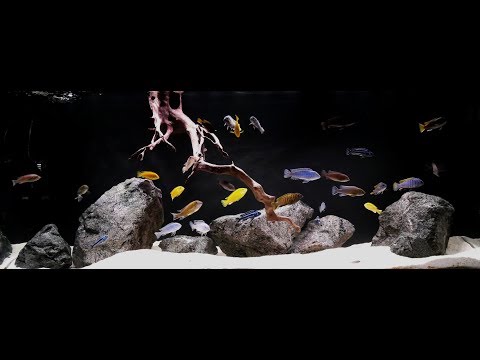 Malawi - African Cichlids, 450 Juwel Rio tank update #400 #450l #Afra #african #Aquarium #cichlid #cichlids #Cynotilapia #filtration #fish #Fluval #fx6 #gold #Jalo #Jecod #JUWEL #Kawanga #La #maker #malawi #metriaclima #reef #Rio #SW8 #tank #wave #zebra
...