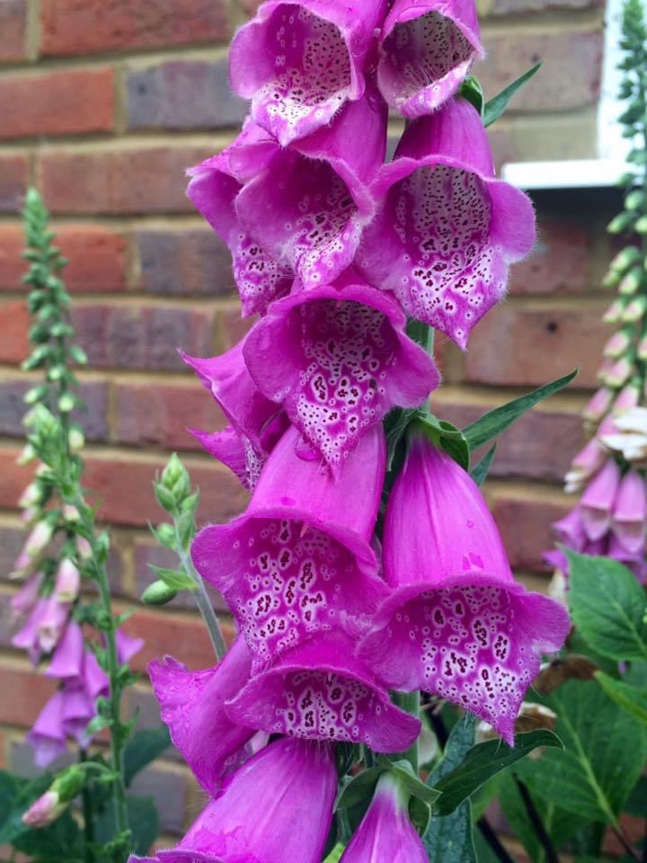 NoniSturge's tweet image. Have a wonderful day everyone. Lots of smiles ☺️ #foxglove #flower #FlowerHunting 🌸🩷