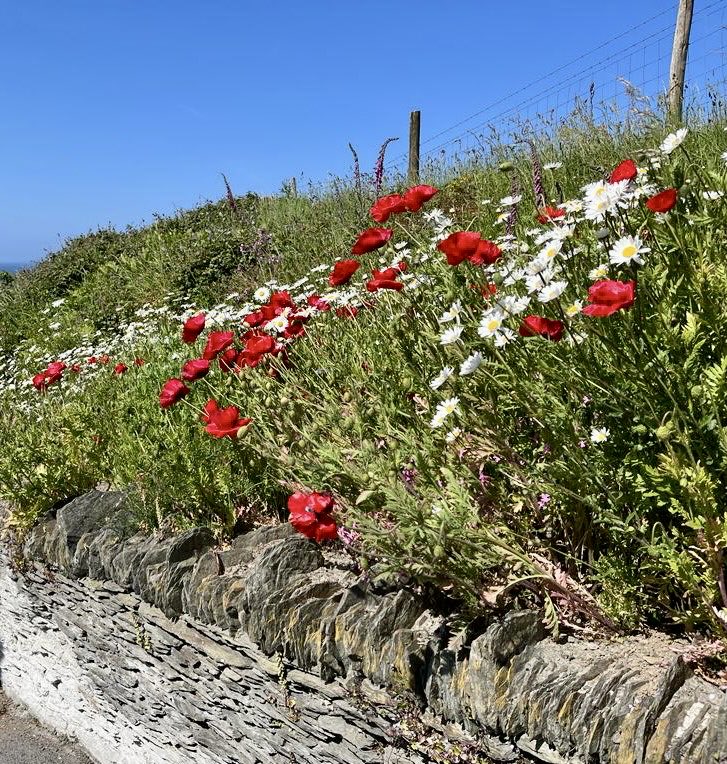 Day 158. Wildflower banks (tended by Dave the retired missionary). Colourful joy encouraging walkers tackling Chapel Hill. 
#Mortehoe #Woolacombe #NorthDevon #LoveDevon #SouthWest #SaltPath