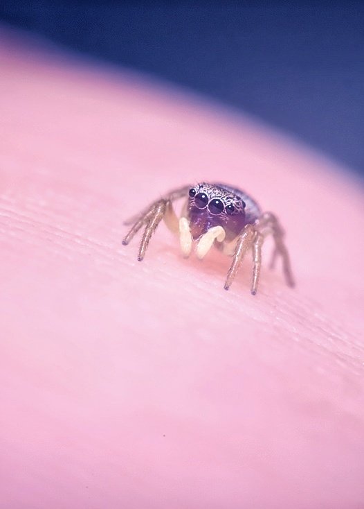 TheTiny_Earth's tweet image. To give you an idea of the tiny macro scale I shoot pictures on: A jumping spider on my finger 😁📸😍🕷

#nikon #nikonphotography #nikonnofilter #Macro #macrophotography #TwitterNatureCommunity #NaturePhotography #wildlife #photooftheday @NikonEurope @NikonUSA @BBCEarth