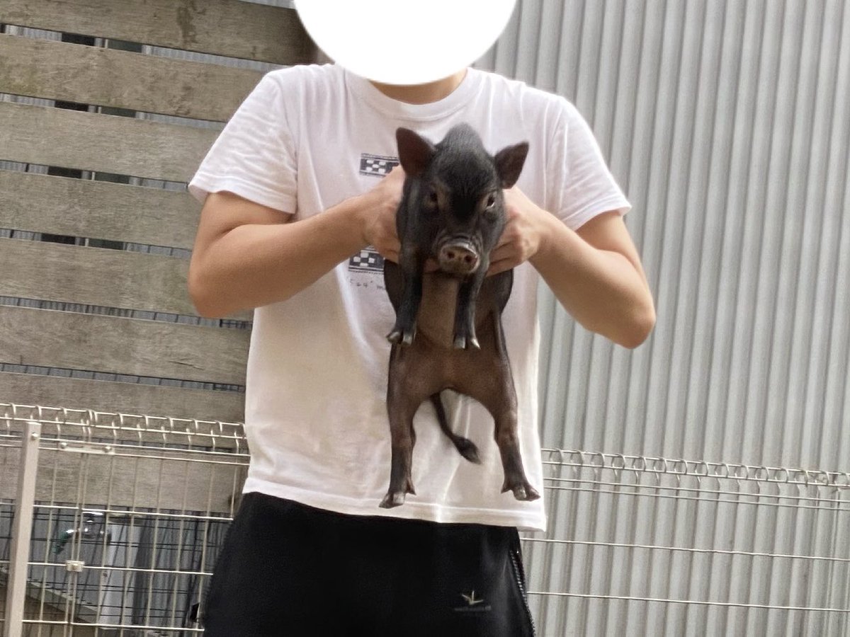 とんかつ tweet media