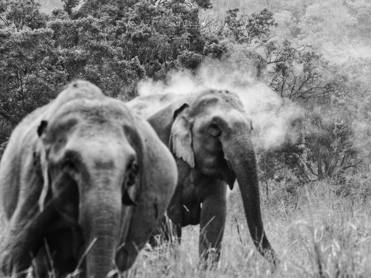 Elephants in monotones
#elephants  #wildlife #elephantlover #animals #nature #babyelephants  #IndiAves #elephantfamily #asianelephants #wildlifephotography #photography  #elephantbaby #travel #natgeowild #natgeoyourshot #natgeoindia #natgeo #ThePhotoHour @WeNaturalists #wild