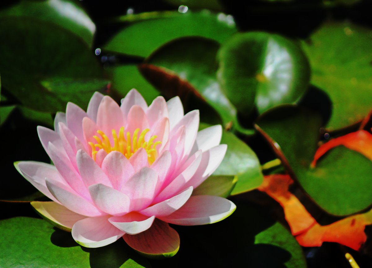CNYCentral's tweet image. Hope your month is blossoming beautifully like this water lily in Clay (📸: Rob Lord). Keep the photos coming! Share your photos with us here: CNYCentral.com/ChimeIn
#CaptureCNY #townofclay #clayny #waterlily #cny #centralny #centralnewyork #upstateny #upstatenewyork #iloveny