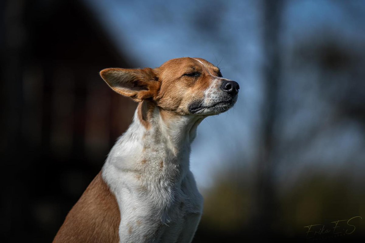 ROLDAOrg's tweet photo. This is what happens when #roldadogs are photographed by professional artists.Thank you Rolda Sverige for showing how beautiful our dogs are!Meet Birk,Ash,Raider,Reena,Ella,Roya,Bella and Verdunlet who are already in Sweden starting a new life https://t.co/hF35WaOHk4