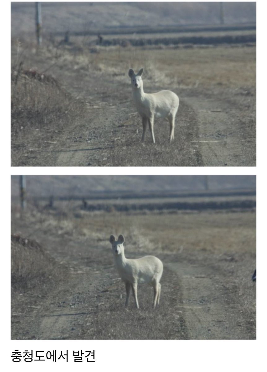 이응😎 on Twitter: 한국에서 발견 된 알비노 고라니 ㅋㅋㅋ