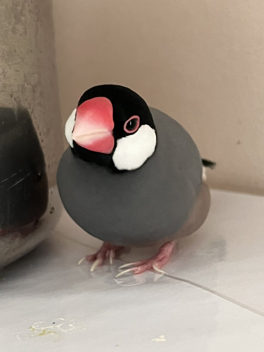 LeLoulet's tweet photo. Mon Cookie ❤️ #paddadejava #javasparrow #love #birds https://t.co/PBEQZ3245L