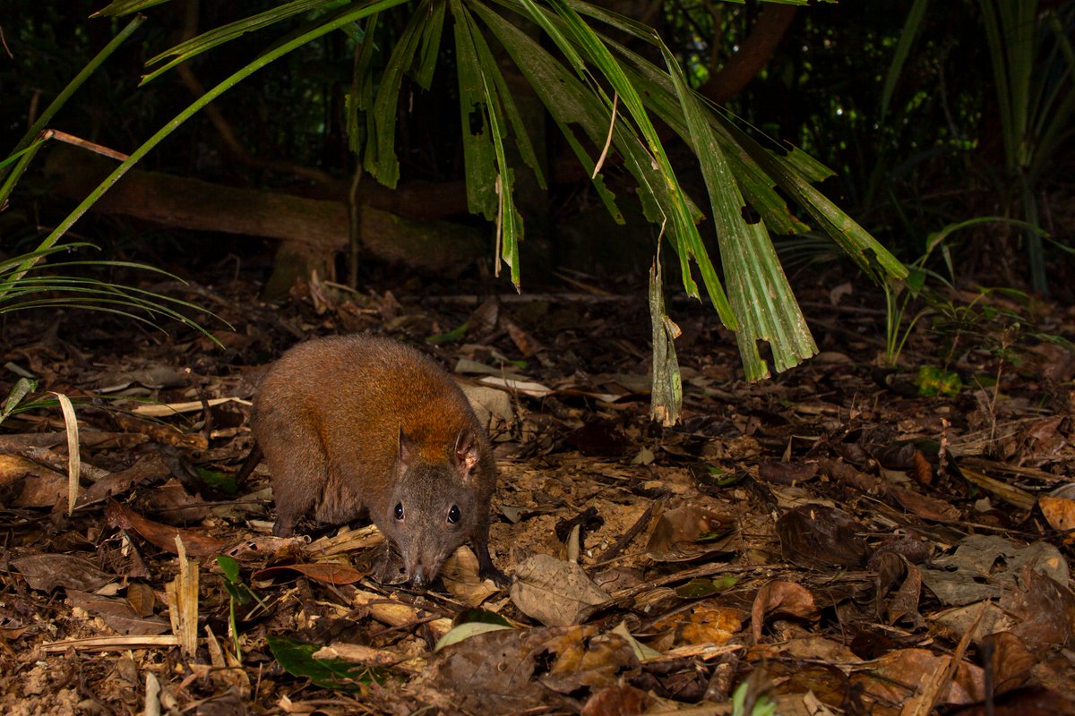 Very few Australian #mammals are active during daylight hours. One of the few that you'll see our foraging during the day, is the #MuskyRatKangaroo. These can be seen in our #AthertonTableland reserves, and we're hoping that live in Mt Gibson, north of Mt Windsor #NationalPark.