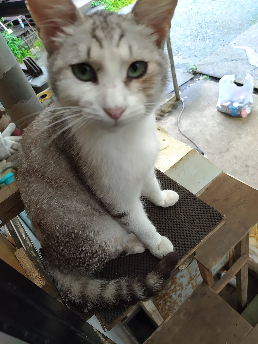 エンブレムロゴ ねこみちさん専用 レディース | officinasonorabigallo.com