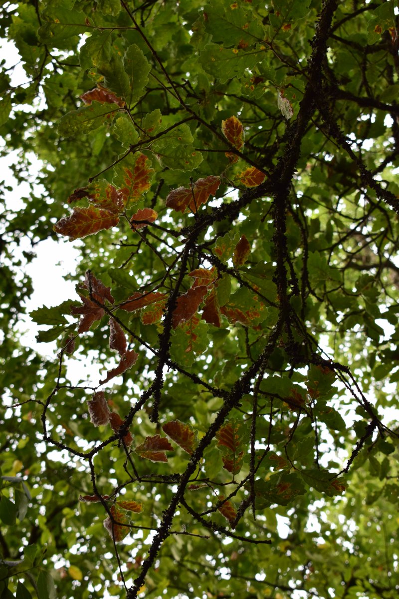 Forest_UB's tweet photo. [1/2] Les épisodes de sécheresse ont intensifié le dépérissement des chênes en forêt, en ville comme à la campagne. 

Pour mieux comprendre ce dépérissement, nous étendons nos suivis physiologiques à la canopée des chênes de la forêt expérimentale.

📷 @ALassegues https://t.co/sjfWNXfl7a