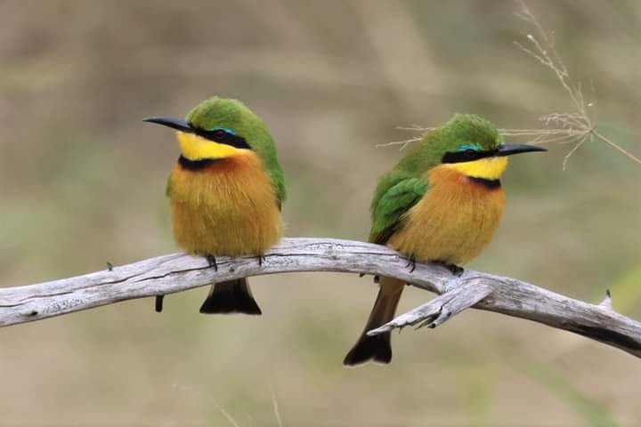 What graps our attention for better Wildlife photography?

Look for bright colours... Like these Little bee eater's 

'Bringing you closer to wildlife'

wildlife-dreams.com

Safari Travel Agency of the Year 🐾

#wildlifedreams #safari #wildlife #wildlifephotography #Africa
