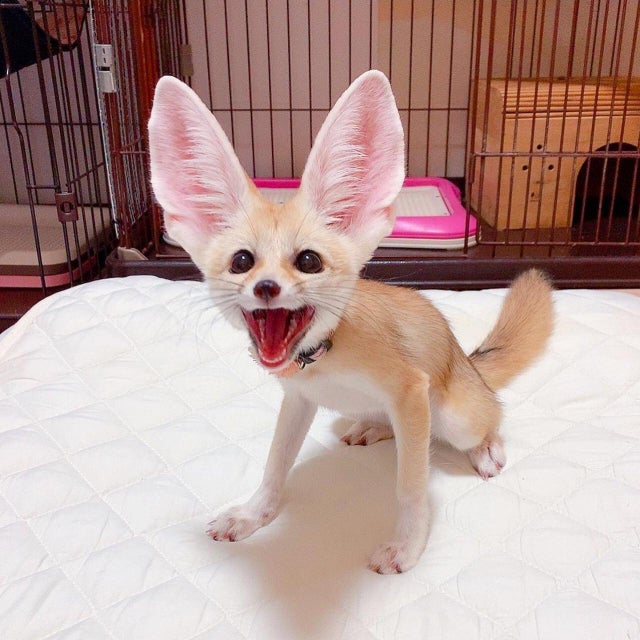 Fennec Every Hour! (@fenneceveryhr) on Twitter photo 