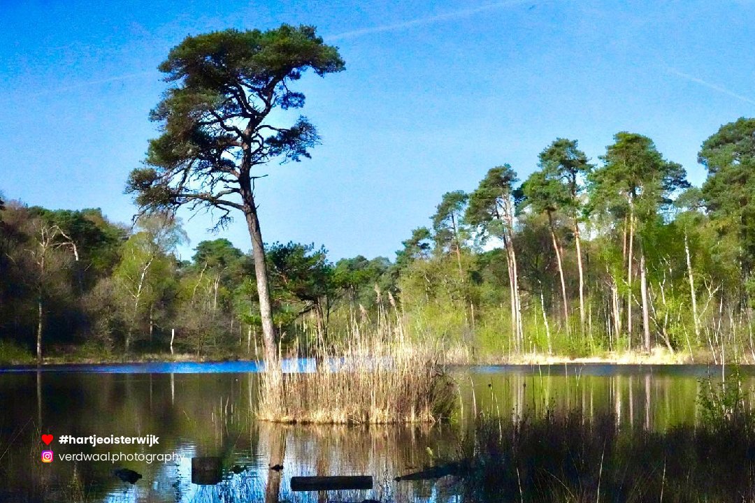 📷 Foto: Charlotte Elisabeth
🔎 instagram.com/verdwaal.photo…
♥ 𝗭𝗲𝗹𝗳 𝗲𝗲𝗻 𝗺𝗼𝗼𝗶𝗲 𝗳𝗼𝘁𝗼? 𝗚𝗲𝗯𝗿𝘂𝗶𝗸 #hartjeoisterwijk

-
#oisterwijk #nature #naturephotography #visitnetherlands #oisterwijksebossenenvennen #visitbrabant #noordbrabantdichterbij #netherlands #nederland