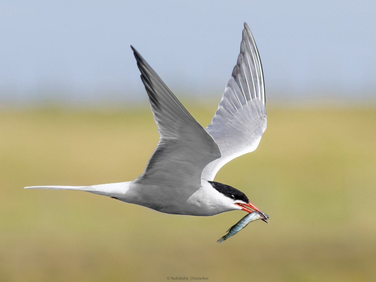 a close flyby of a Common Tern at Staines Reservoirs on Sunday. 

#LowCarbonBirding @SurreyBirdNews @LondonBirdClub #londonbirds @SurreyWT  @ThePhotoHour @BBCSpringwatch