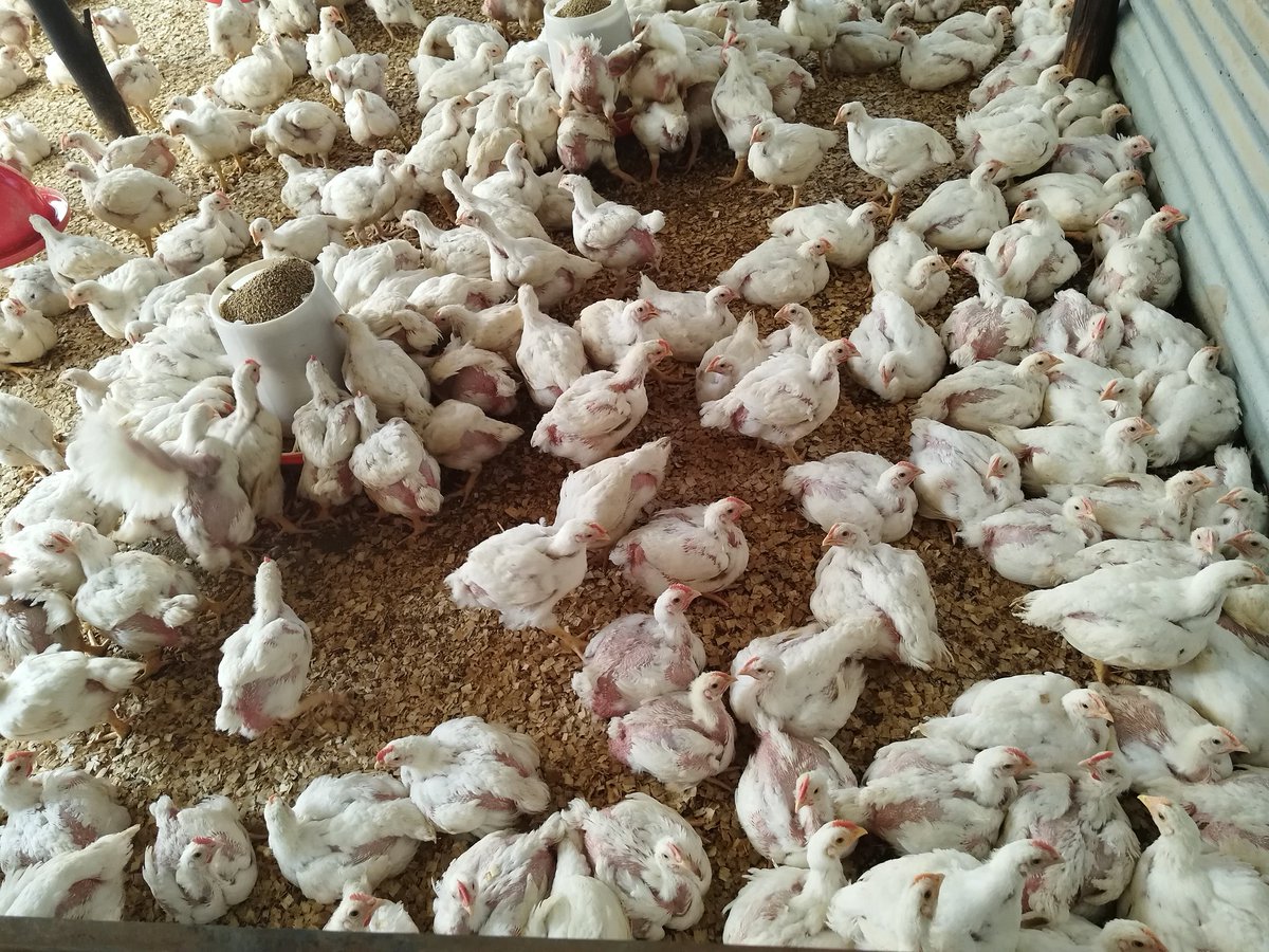 NdiPoultry tweet picture