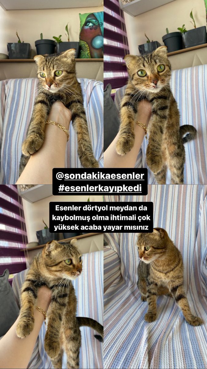 KAYIP KEDİİİİ ALOOO BİRİ ÇOCUĞUNU KAYBETMİŞ
Esenler dörtyol meydanında bulundu. Dişi  #esenler #kayıpkedi #aranıyor #dolar21