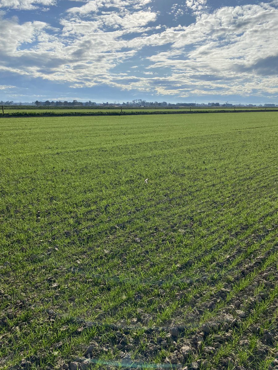 angus_olding's tweet photo. Shogun, Tempo and annual clovers establishing nicely. Hoping for some rain 🤞 and it may be ready for a very light, quick graze in a few weeks. https://t.co/RD85C4ltCr