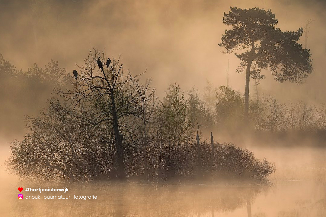📷 Foto: Anouk
🔎 instagram.com/anouk_puurnatu…
♥ 𝗭𝗲𝗹𝗳 𝗲𝗲𝗻 𝗺𝗼𝗼𝗶𝗲 𝗳𝗼𝘁𝗼? 𝗚𝗲𝗯𝗿𝘂𝗶𝗸 #hartjeoisterwijk

-
#oisterwijk #noordbrabantdichterbij #naturephotography #nature #visitbrabant #visitnetherlands #netherlands #oisterwijksebossenenvennen #nederland
