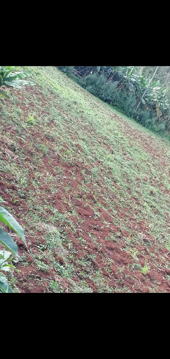 Looking for a prime plot of land in Kisii? Don't miss this opportunity! 50/179 plot of land on sale at Embassy, on your way to Nyakoe. Ideal for homestead and residential use. Quick sale at 2.6M slightly negotiable. Contact Protus at Taftaf Commercial Agency today! #BestProperty