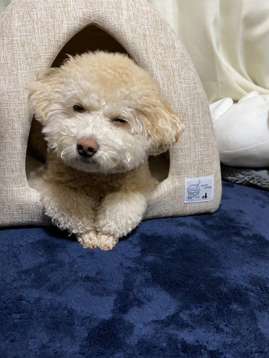 monatanmonatan's tweet photo. 何この顔？愛おしい

#トイプードル
#犬 https://t.co/FNgjam7ILP