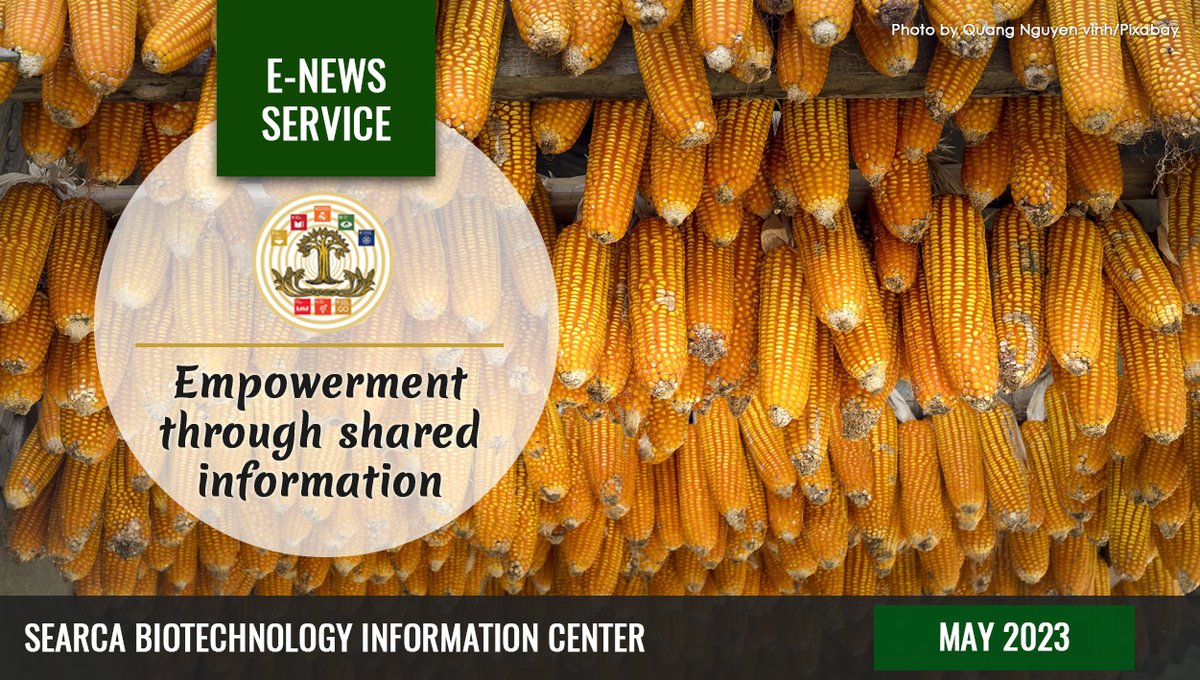 searcabic's tweet photo. 🧬SEARCA BIC Latest News on Agri-biotechnology, May 2023 - https://t.co/YmIUYpfPLq https://t.co/QO6aEDQq0n