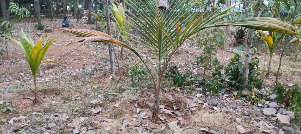 ABVRvrukshraksh's tweet photo. जहां #WorldEnvironmentDay पर खूब #वृक्षारोपण किया गया, वही मुंबई के कांदिवली के 
#अन्नाभाऊ_साठे_उद्यान में पानी के अभाव में पेड़ सुख रहे है,क्या इसपर ध्यान दिया जाएगा @mybmc @mybmcGardens https://t.co/iy3JhbZAMk