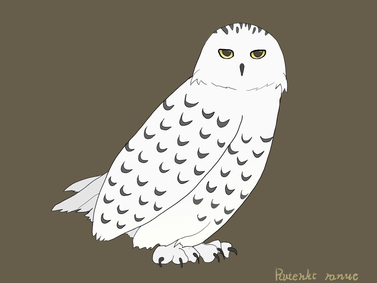 rutenkt's tweet photo. #シロフクロウ　#snowy_owl https://t.co/RIm2QDsm16