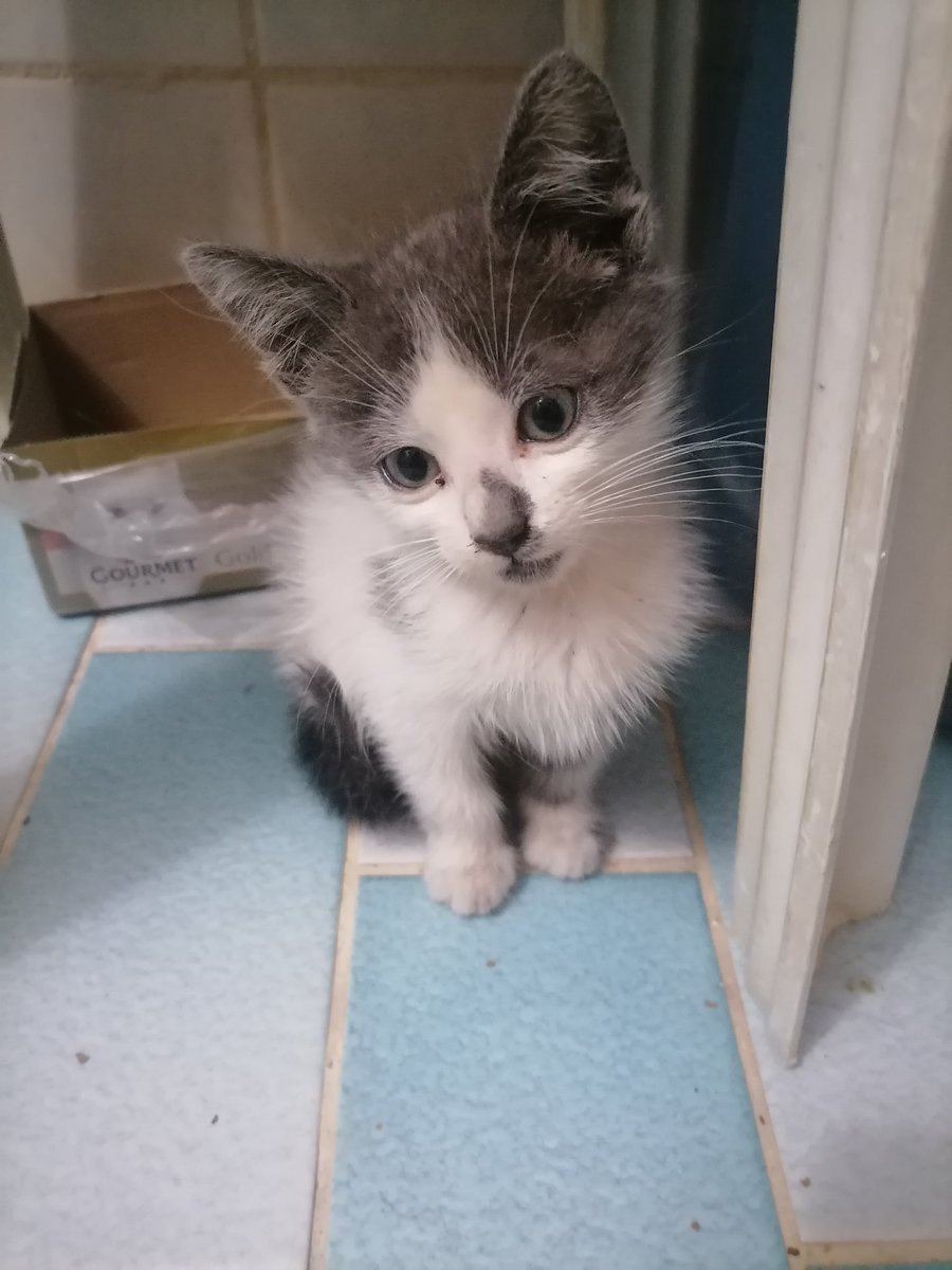 YUVA ARIYORUM.
Ben çok güzel minik bir kız çocuğuyum, bu evde ki kocaman kedilerden çok korktuğum için banyoya saklandım.
Beni bu banyodan kurtarmak istersen, iletişim 0542 808 4224
İzmir Karabağlar