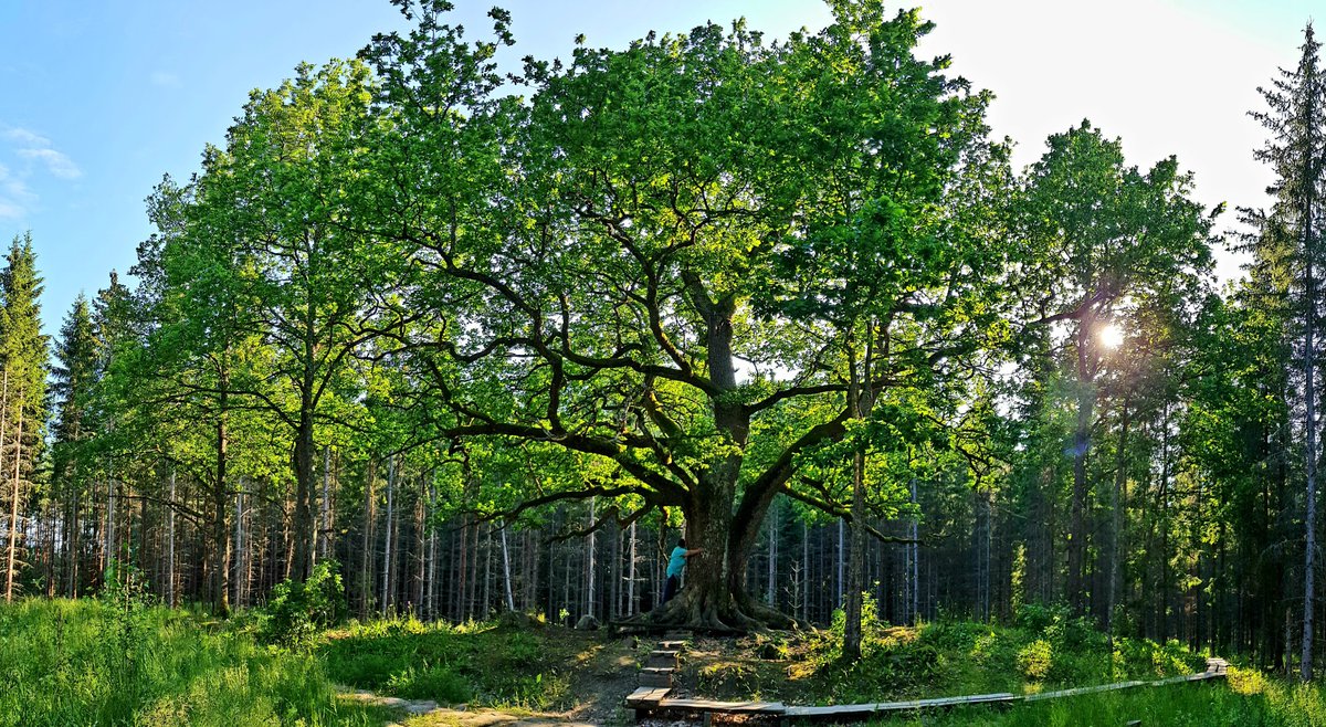 Behold the magnificent Paavolan tammi oak (300–400-year-old oak) @lohjankaupunki 🤩 Visit this mammoth of a tree and see how many it takes to cover its circumference (about 6.6m/22ft). Read more in our blog! outinthenature.com/paavolan_tammi…

 #treehugging #visitFinland @visitlohja
