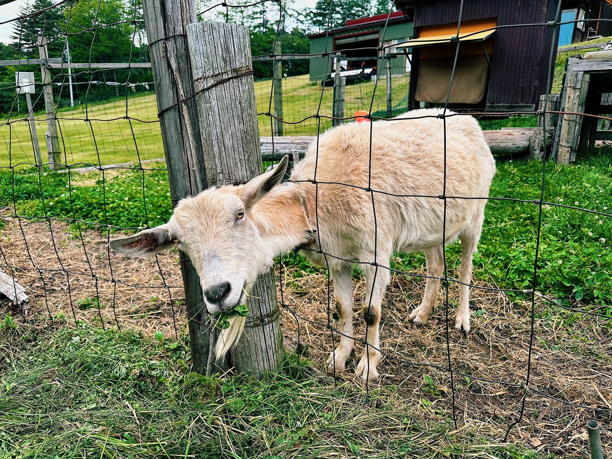 еду по горному перевалу на велосипеде, испыхалась, воды нет. заезжаю на замеченную козью ферму, спрашиваю у тётушки-фермерши, где можно купить воды. 
«да у нас кафе есть нерабочее, но я его для тебя открою, лимонада попьёшь». пока тётушка ходила открывать, дали погладить коз.
