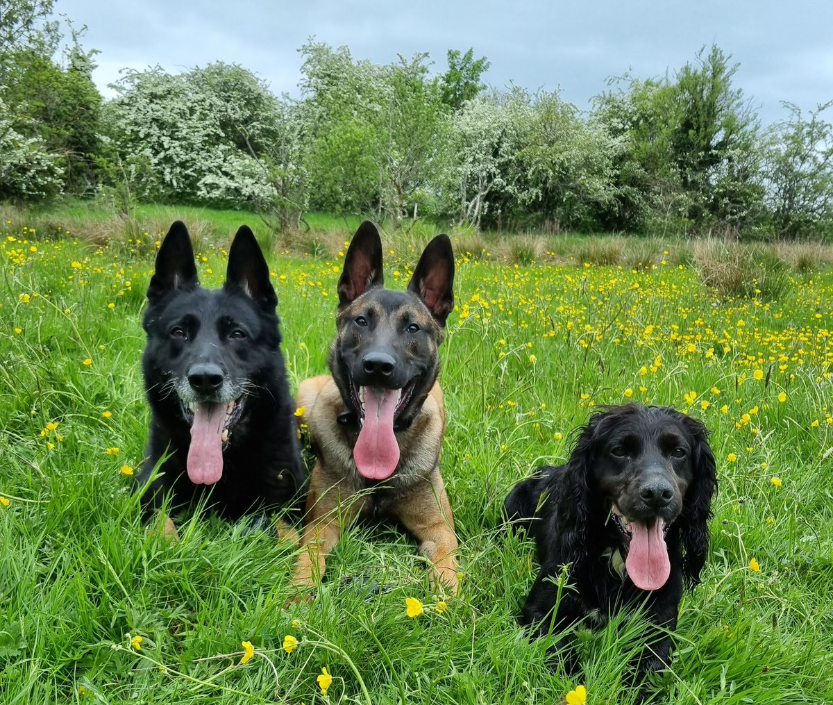 K9Scottish's tweet image. Happy #TongueOutTuesday 👅 from the nightshift crew. Hopefully the clouds have burnt off and the sun is shining when we wake up 😎. Have a great day everyone. 
#PDBodie #TPDTag #PDBilly
#PoliceDogsOfTwitter