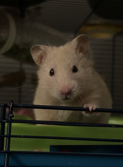 my little conquerer I will miss you so much thank u for being my bestest boy and making me so happy https://t