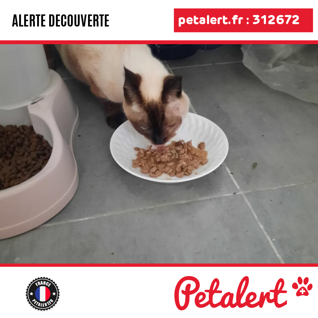 petalert_france's tweet photo. Trouvé #Chat #LoirEtCher #ValloireSurCisse #Petalert #PetAlert41 / https://t.co/H3mIezgcSS https://t.co/fk4yAi6wBL