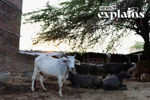 CNNnews18's tweet photo. The previous #BJP administration had considered the anti-cow slaughter legislation a key priority, aligning with their core ideology. The #Congress Ministers' declaration of its withdrawal has greatly unsettled the BJP
#Cow #Karnataka #AntiCowSlaughter
Read: https://t.co/FQouSMY6O9