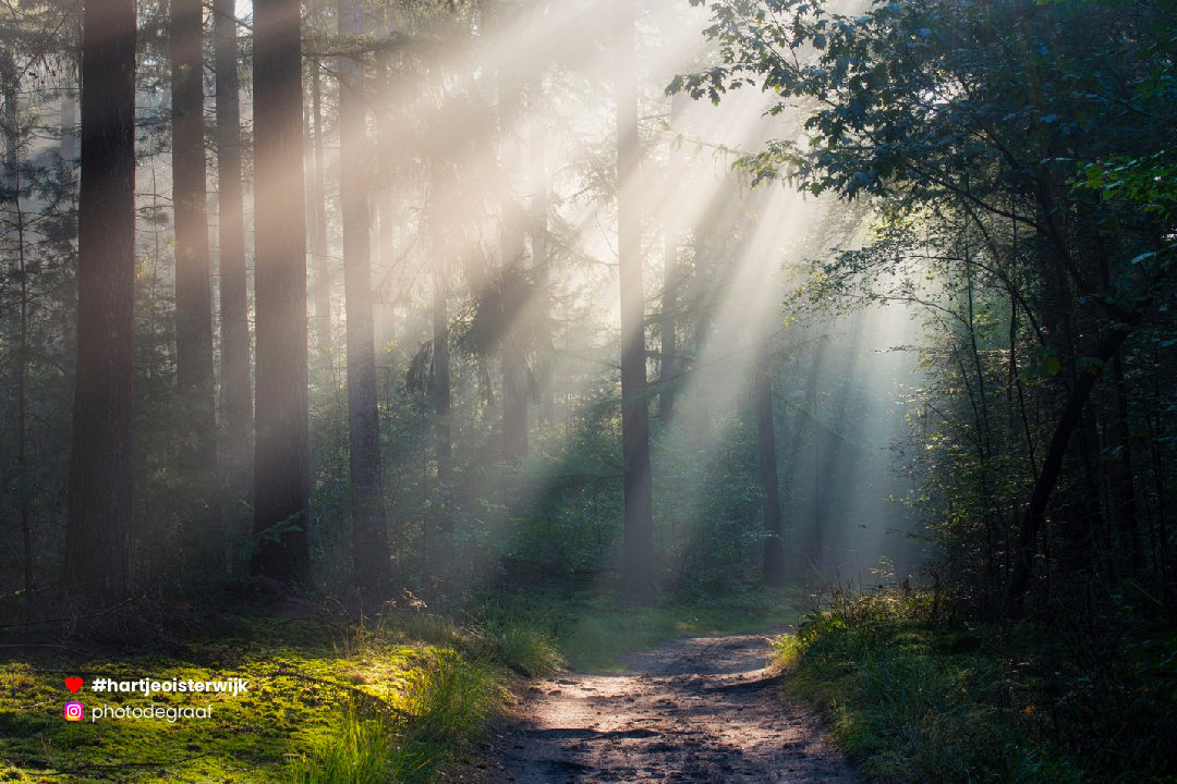 📷 Foto: Danielle
🔎 instagram.com/photodegraaf/
♥ 𝗭𝗲𝗹𝗳 𝗲𝗲𝗻 𝗺𝗼𝗼𝗶𝗲 𝗳𝗼𝘁𝗼? 𝗚𝗲𝗯𝗿𝘂𝗶𝗸 #hartjeoisterwijk

-
#oisterwijksebossenenvennen #nederland #visitnetherlands #visitbrabant #noordbrabantdichterbij #netherlands #nature #oisterwijk #naturephotography