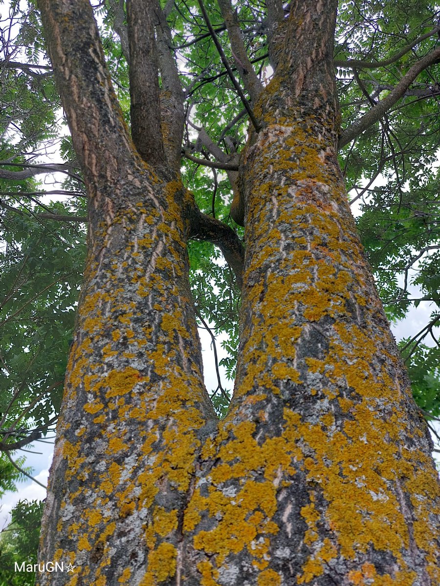 @infotainmentod Happy #thicktrunktuesday Treepeople 🌿💚🌿
#trees #NaturePhotograhpy #nature #TreeClub #photography #naturaleza #fotografía #árbol