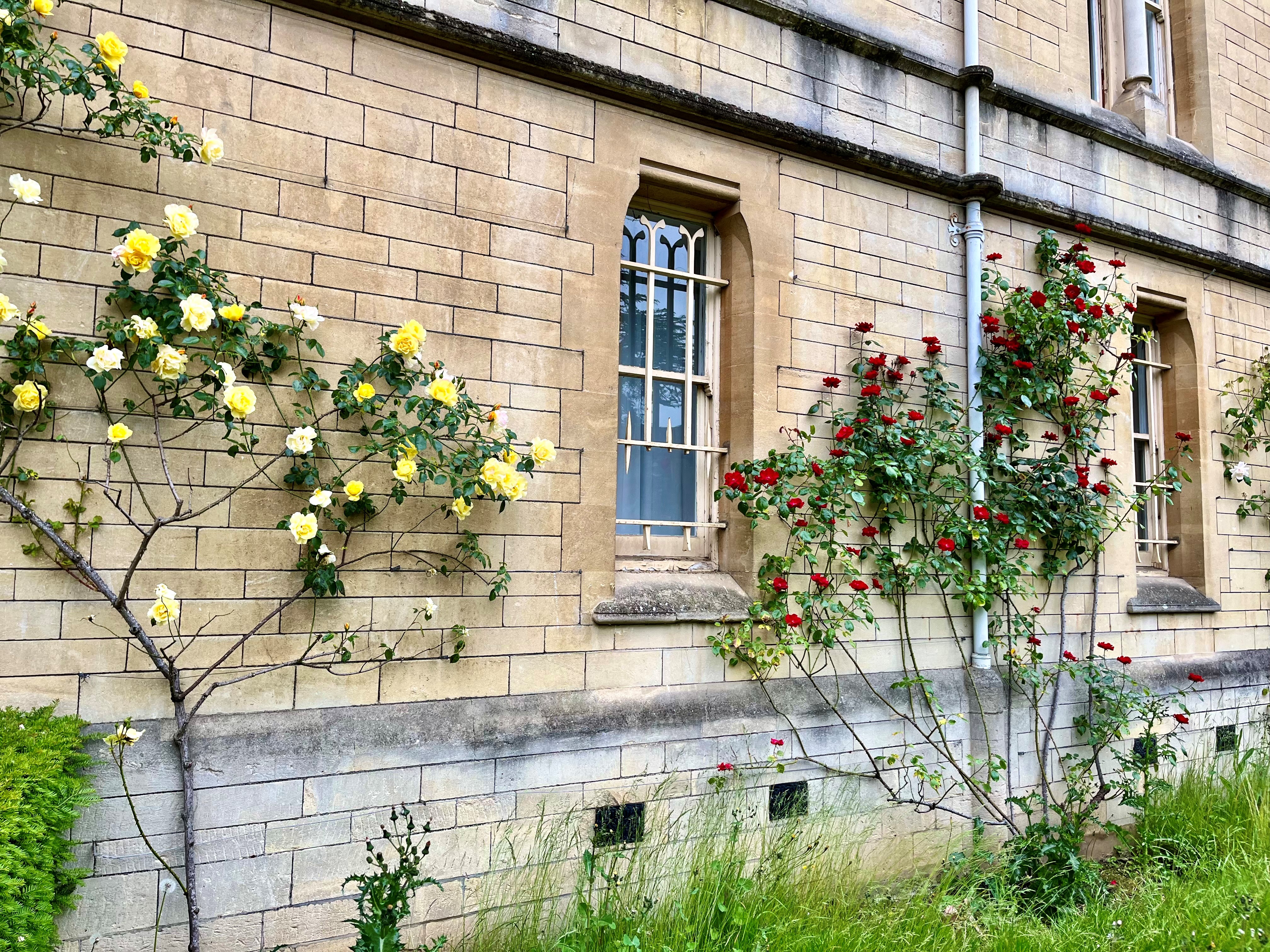 yellow and dark red roses climbing up the wall of Balliol chapel in Trinity's front quad.