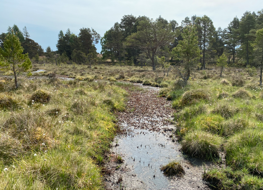 ScotlandBds's tweet photo. We are very pleased to be working with @highlandsrewild at #Buloit to help their rare #dragonflies - they have 14 species!!! We visited on a beautiful day last week where we met staff &amp; #volunteers &amp; visited Odonata habitat which is drying out. #ClimateEmergency #Rewilding #Peat https://t.co/967tZcSqGl