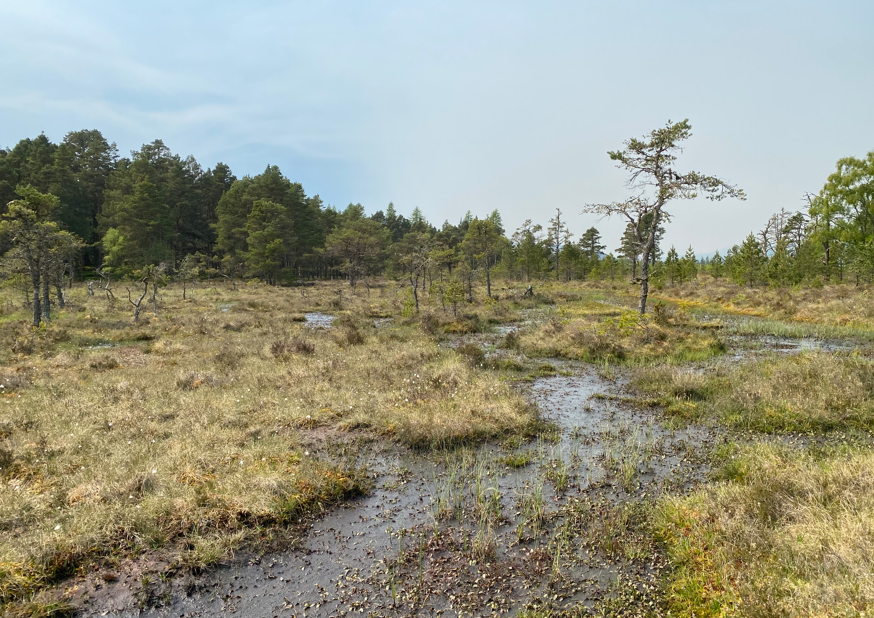 ScotlandBds's tweet photo. We are very pleased to be working with @highlandsrewild at #Buloit to help their rare #dragonflies - they have 14 species!!! We visited on a beautiful day last week where we met staff &amp; #volunteers &amp; visited Odonata habitat which is drying out. #ClimateEmergency #Rewilding #Peat https://t.co/967tZcSqGl