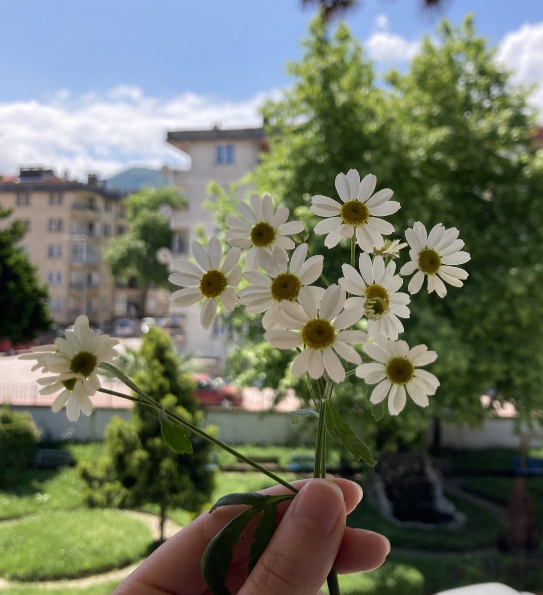 Belki derdimize çare bir çiçek🌼
