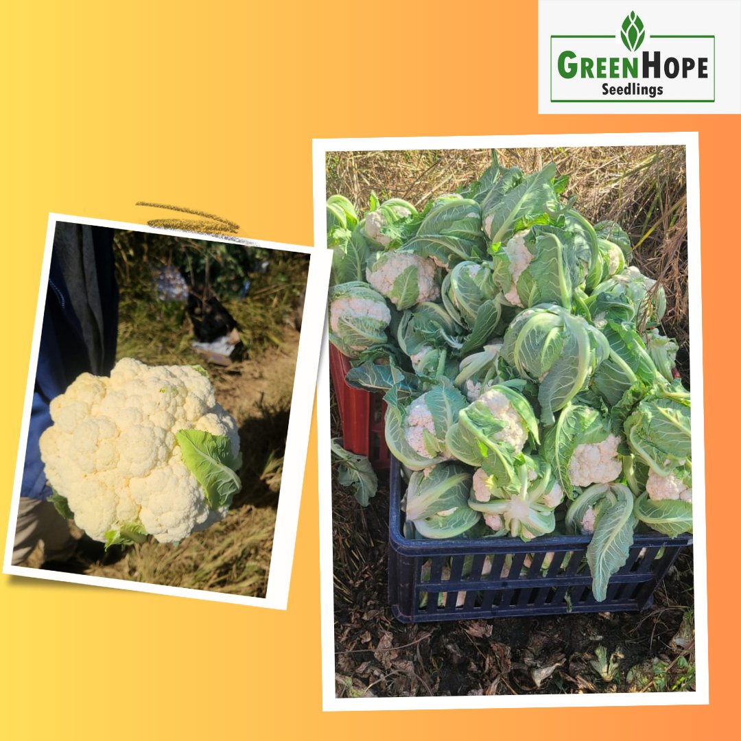 Testimonial Tuesday 🥳🥳🥳🥳
Kudos to our young Farmer <a href="/Tapiwa_Nyathi/">Wilfred T Bvumbe</a> The aim was to supply more than 150kg of Broccoli n Cauli. Deal signed n delivered. 
Cauliflower Spacestar Gold seedlings supplied by GreenHope Seedlings Nursery. 

#greenhopeseedlings
#seedingyoursucess