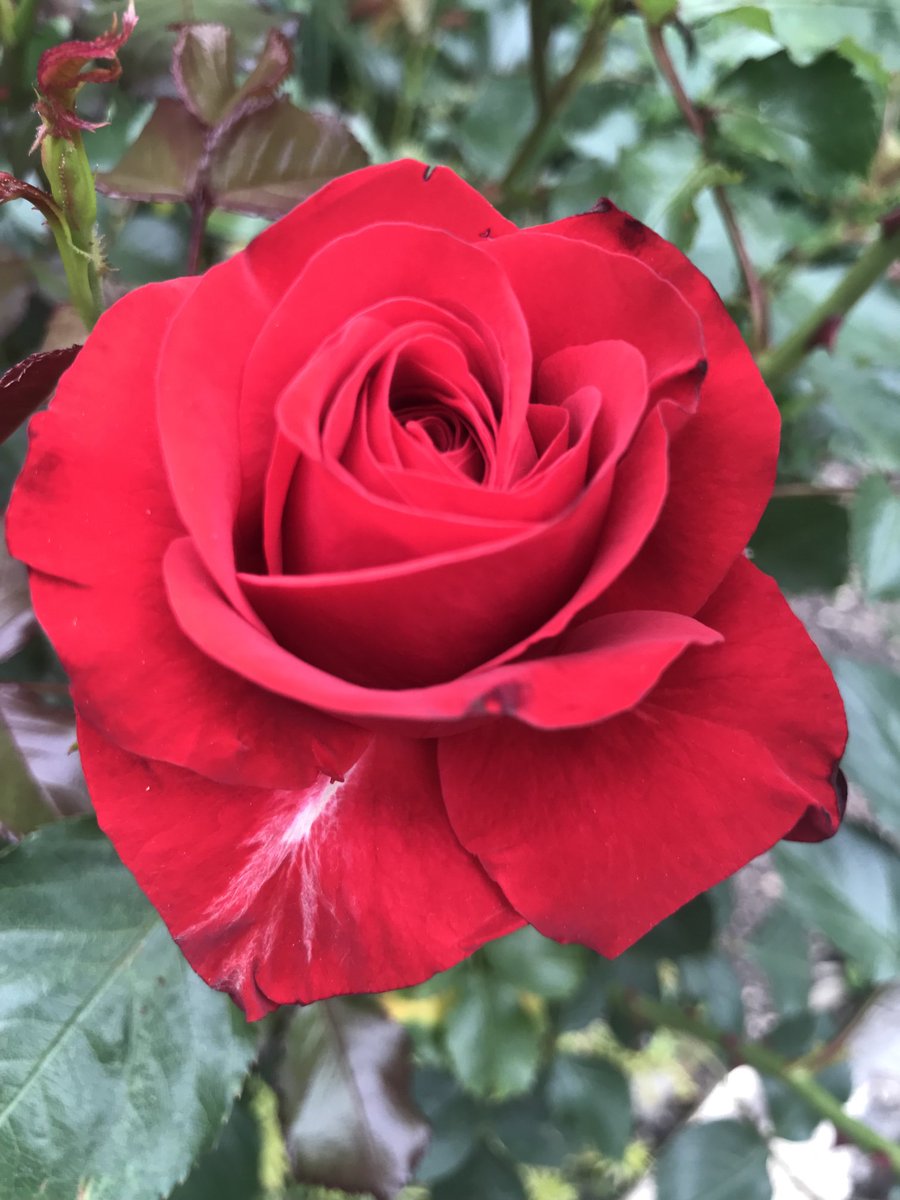 Morning beauty in the garden. #Roses #gardening